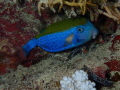   Blue Tailed TrunkfishOstracion cyanurus photographed during night dive Marsa ShounaRed SeaEgypt  